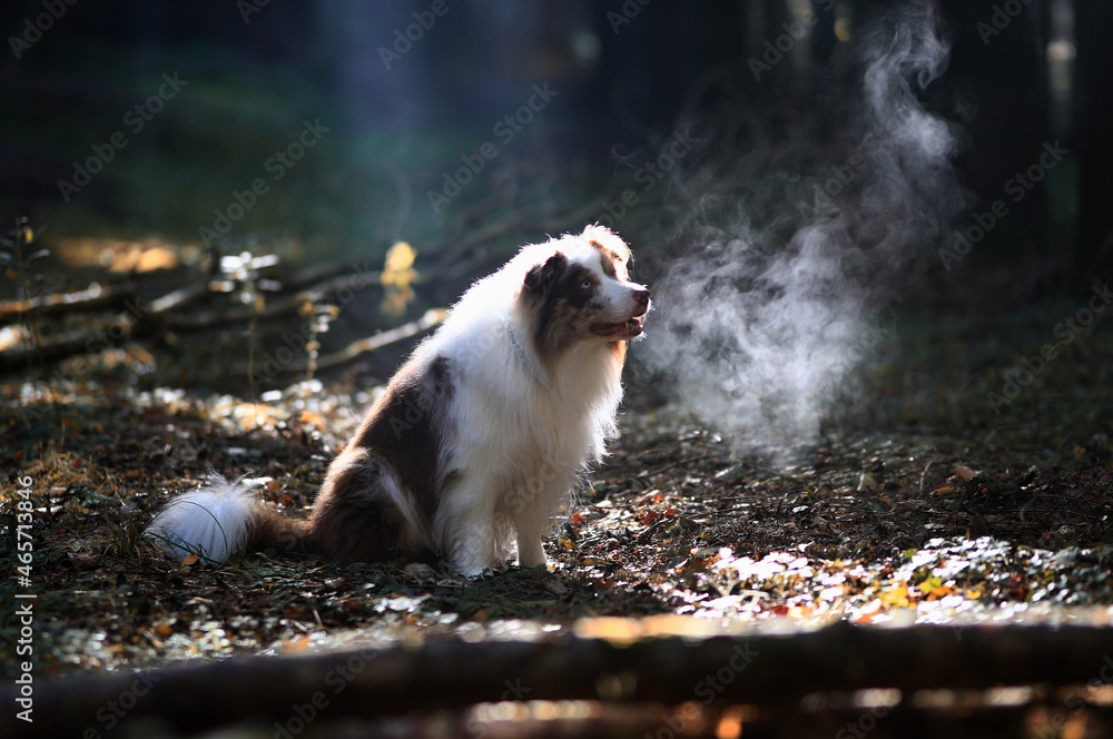 Cute white and brown chocolate merle border collie male with striking ice blue eyes is sitting in a sun lit wood and his breath is showing in the cold air.