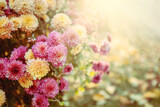 Vintage chrysanthemum flowers nature background