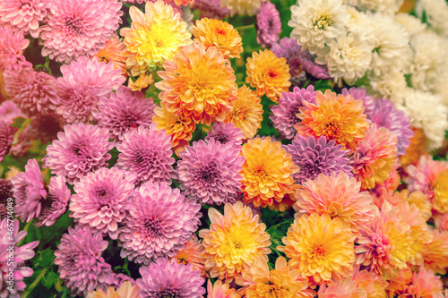 Chrysanthemum flowers nature floral background