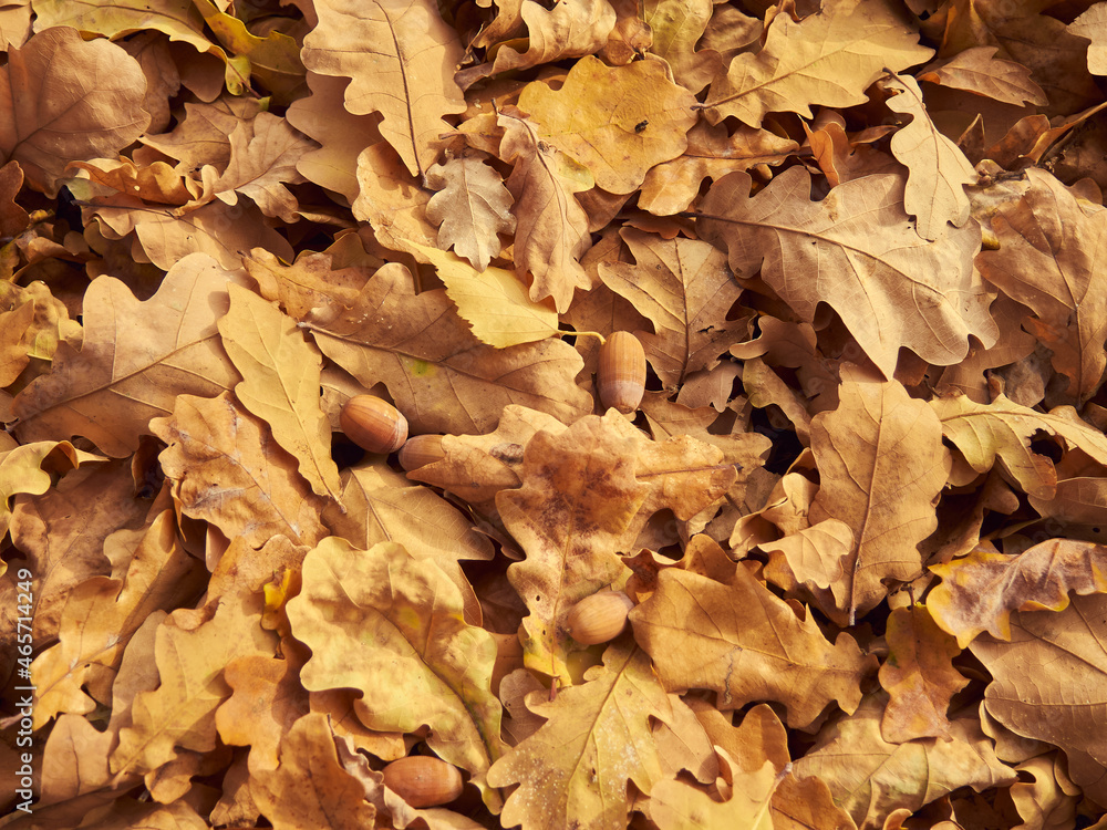 fallen oak leaves cover the ground with a thick carpet, several acorns lie on the leaves, autumn texture close-up
