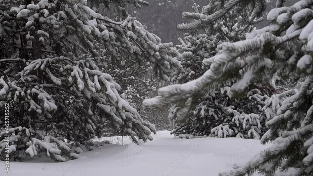 snow snowfall in the forest winter
snow snowfall in the forest winter