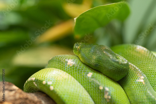 緑色の蛇 ミドリニシキヘビ