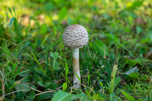 A mushroom toadstool in the forest.