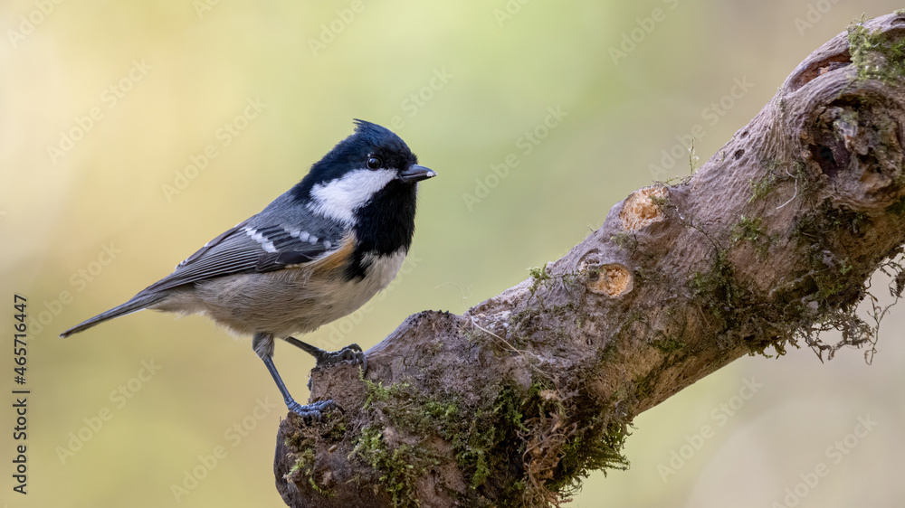 bird, natur, wild lebende tiere, tier, ast, wild, kohlmeise, grossartig, gering, bird, natur, wild lebende tiere, tier, ast, wild, kohlmeise, grossartig, gering,