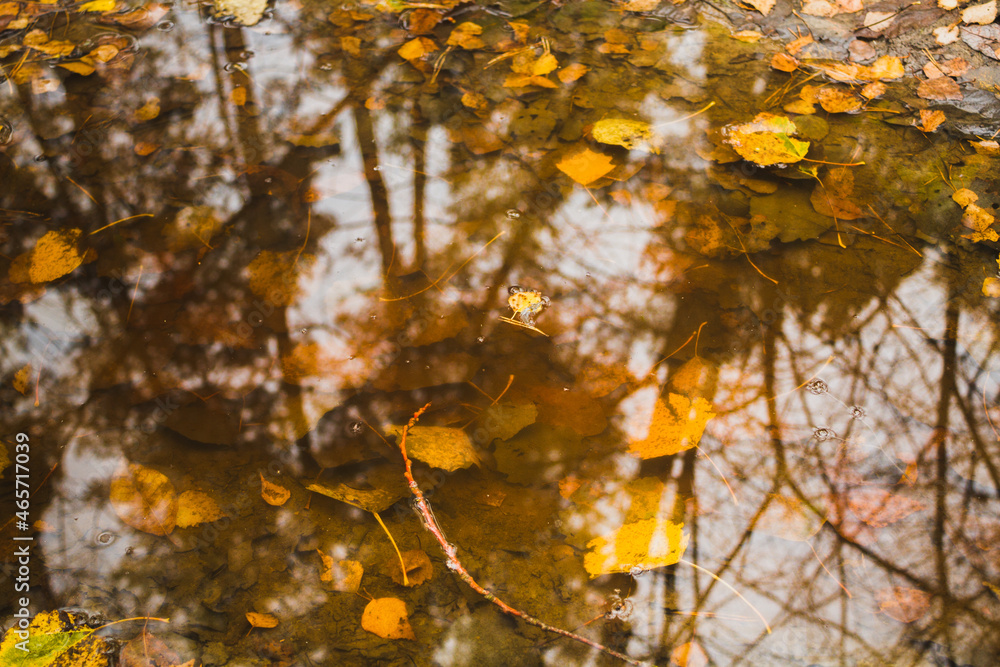 reflection of trees in a puddle of clear water