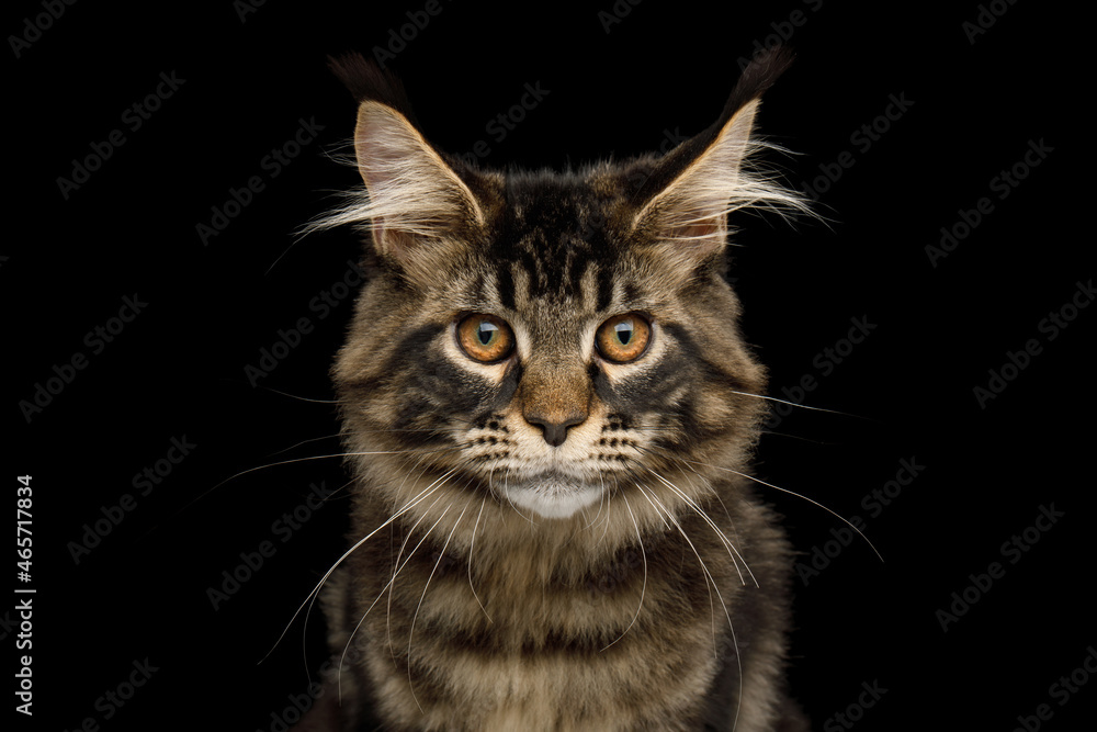 Close-up Portrait of Maine Coon cat with tassels on its ears and looking at the camera, isolated on black background, front view