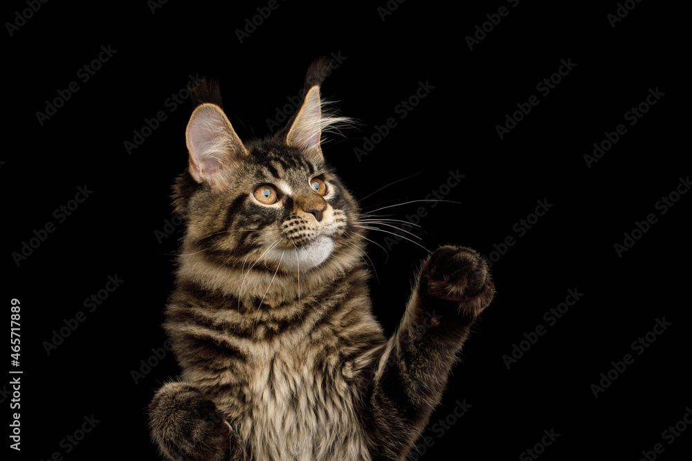 Portrait of Maine Coon Cat with tassels on its ears Raising up paw, isolated on black background