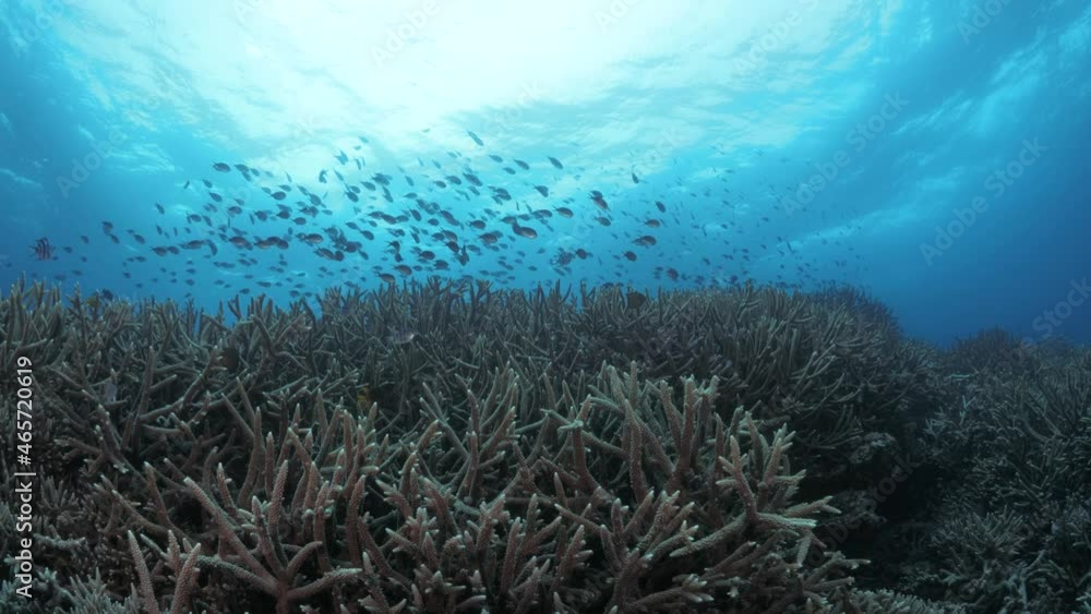 Sun behind a school of fish swimming over the branches of a Staghorn covered coral reef in tropical blue water. Underwater wide view. Sun behind a school of fish swimming over the branches of a Staghorn covered coral reef in tropical blue water. Underwater wide view.