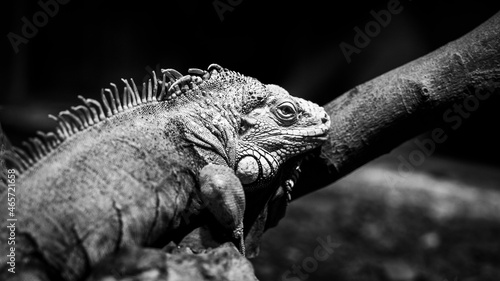 Retrato de iguana en blanco ynegro photo