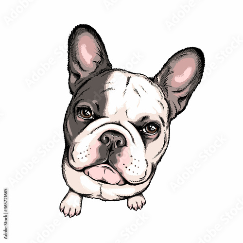 Cute french bulldog sketch. Vector illustration in hand-drawn style . Image for printing on any surface