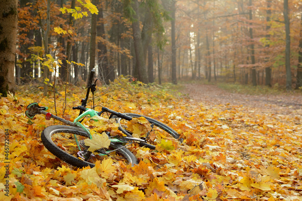 Jesienny las z rowerem w liściach - obrazy, fototapety, plakaty 