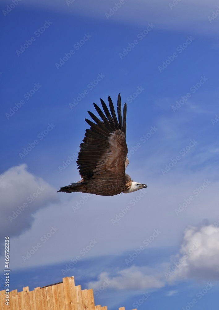 Obraz premium eagle in flight