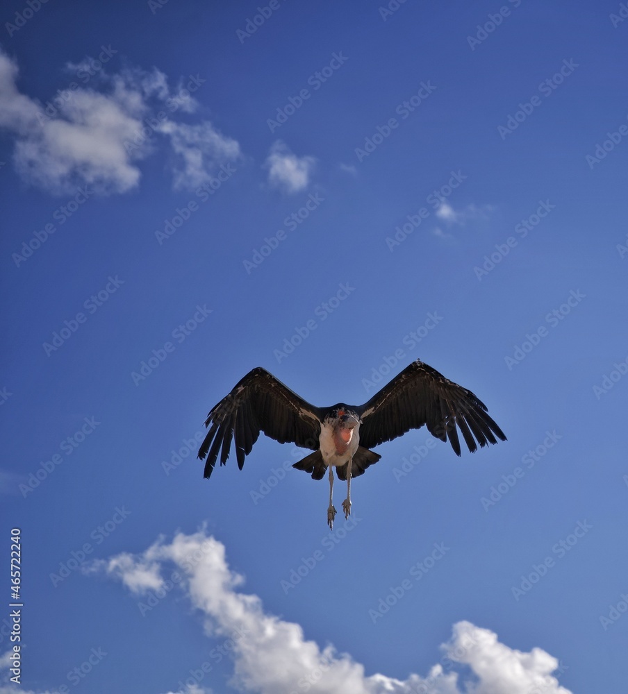 Obraz premium vulture in flight