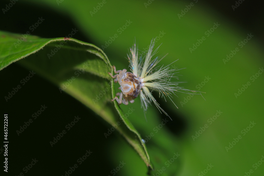 natural Passionvine hopper insect macro photo natural Passionvine hopper insect macro photo