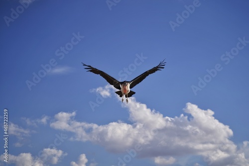 eagle in flight