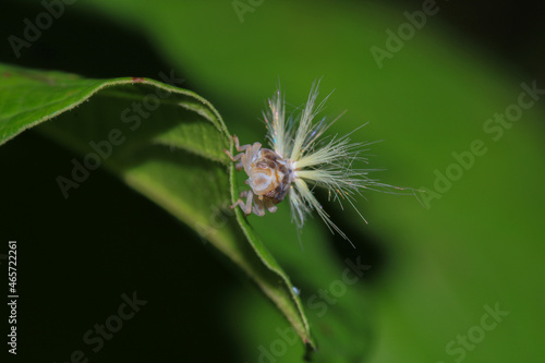 natural Passionvine hopper insect macro photo © Recep