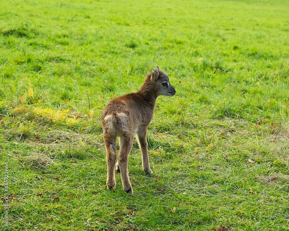 mouflon cub stands on a green meadow on an autumn day mouflon cub stands on a green meadow on an autumn day