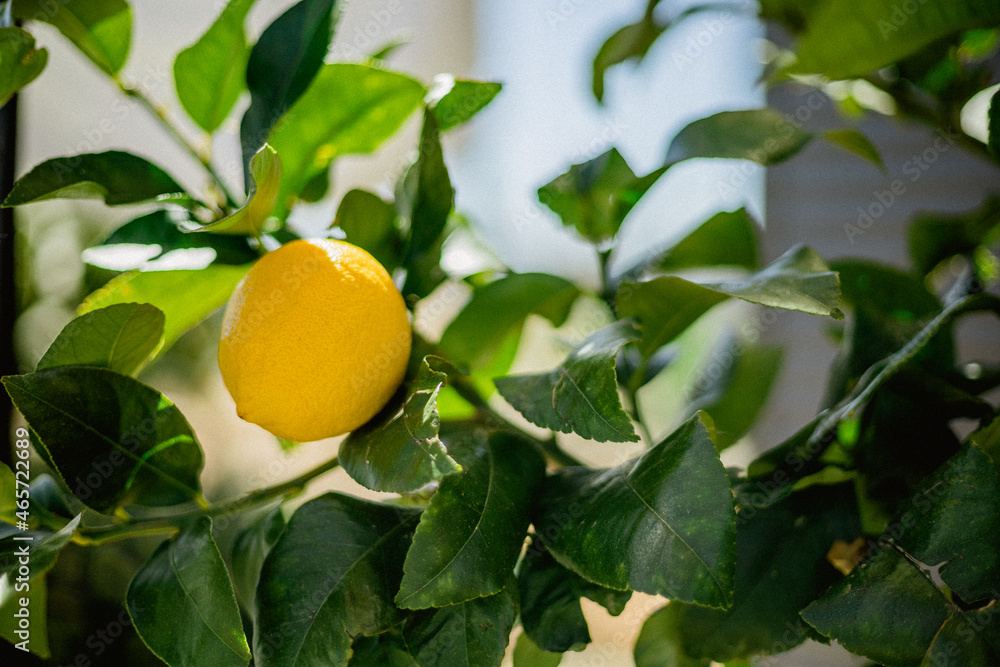 Ripe lemon on tree ready to pick