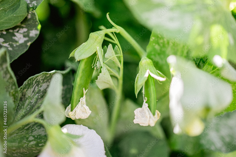 Pea flowers on trellised vine in vegetable garden Pea flowers on trellised vine in vegetable garden