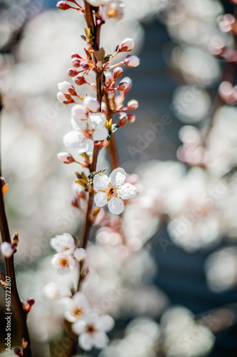 new plum blossoms on tree in spring