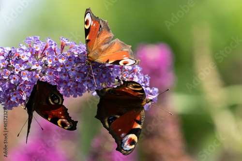 butterfly on flower