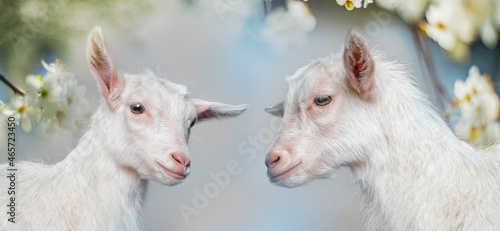 happy young white goat - portrait on white background