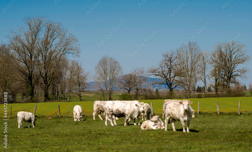 Obraz premium Jeunes charolais au pâturage à Villereversure, Ain, France 