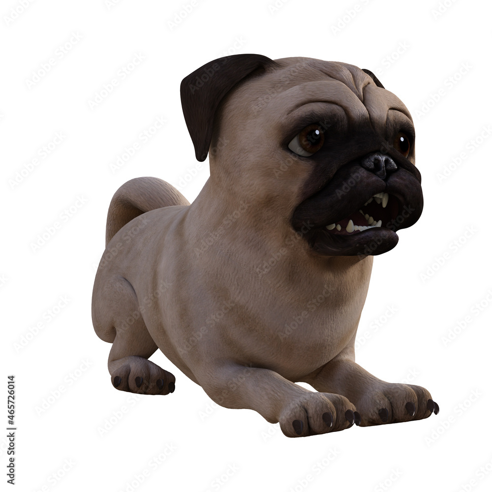 french bulldog puppy