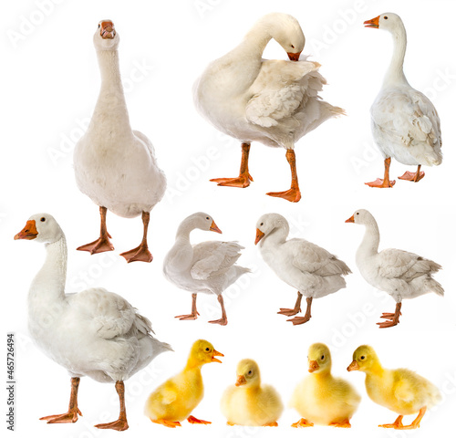 white goose and goslings (Anser anser domesticus) isolated on a white background - collection photo