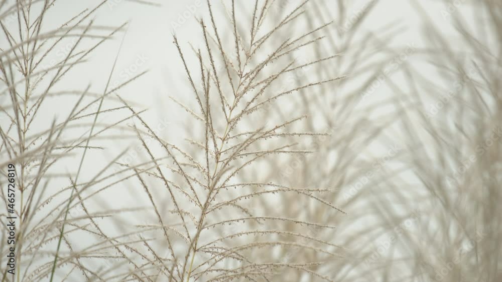 white reeds grass flower swaying with wind blow white reeds grass flower swaying with wind blow
