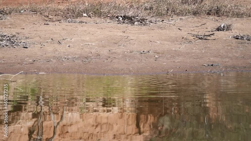 a budgie flock quickly land, drink and fly off at redbank waterhole near alice springs in the northern territory- recorded at 60p photo