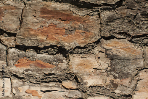 bark of a pine tree 