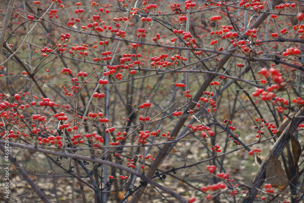 Naked branches of Amur honeysuckle with numerous red berries in mid December Naked branches of Amur honeysuckle with numerous red berries in mid December