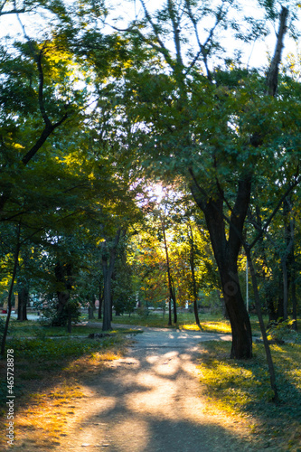 Fototapeta Naklejka Na Ścianę i Meble -  Beautiful large green trees with colorful leaves in a park in summer with the sun shining through the foliage into the camera