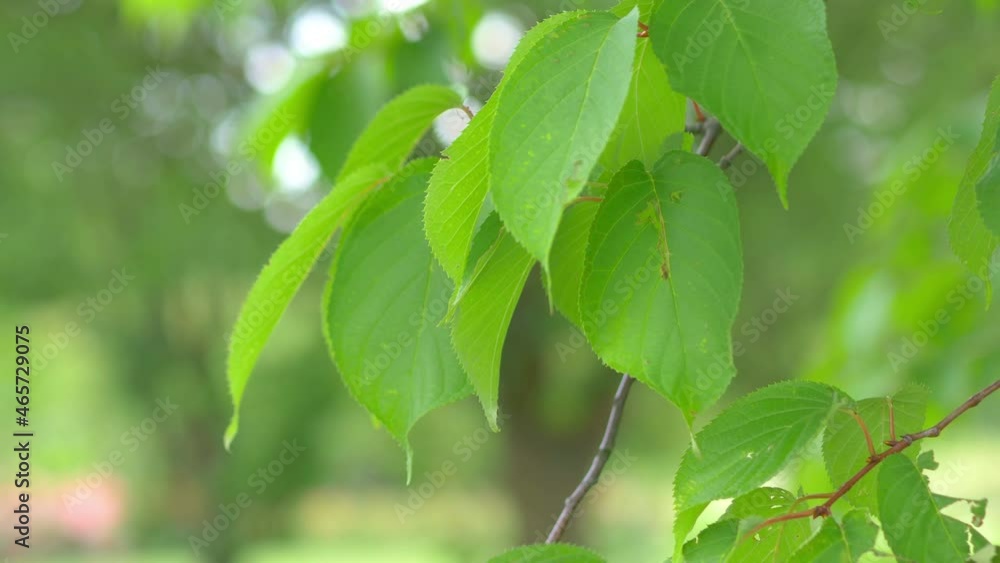 Green tree leaves backgroundin 4k slow motion 60fps Green tree leaves backgroundin 4k slow motion 60fps