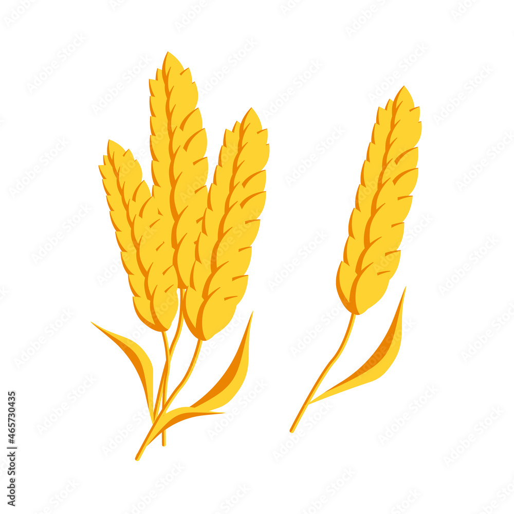 Wheat ears isolated on a white background.Vector illustration.The ear can be used in packages of bakery products, pasta,textiles. Wheat ears isolated on a white background.Vector illustration.The ear can be used in packages of bakery products, pasta,textiles.