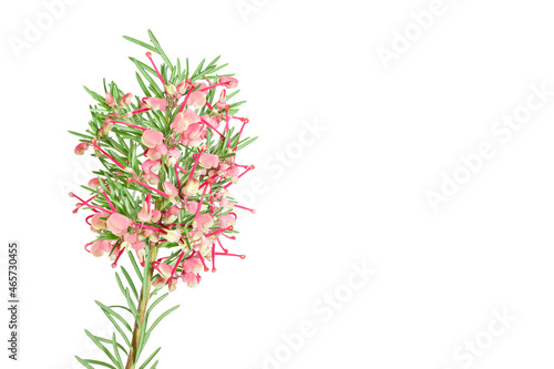 beautiful branch of a bush with flowers rosemary grevillea (Grevillea rosmarinifolia) isolated on a white background