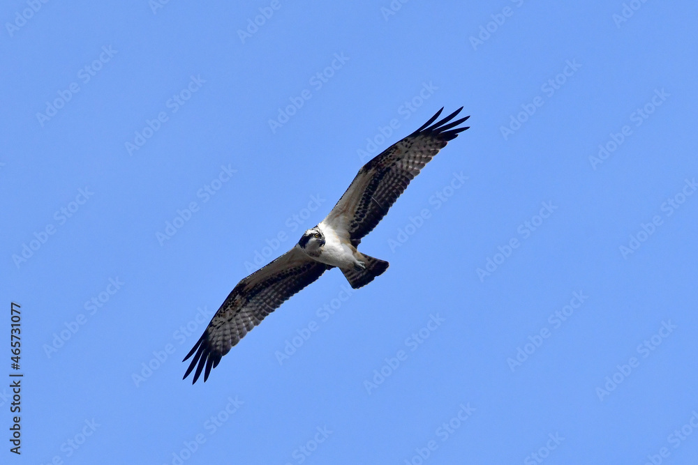 Osprey is one of Korean rarest birds of prey. It was filmed in Saemangeum, Gunsan, Jeollabuk-do, Korea. Osprey is one of Korean rarest birds of prey. It was filmed in Saemangeum, Gunsan, Jeollabuk-do, Korea.