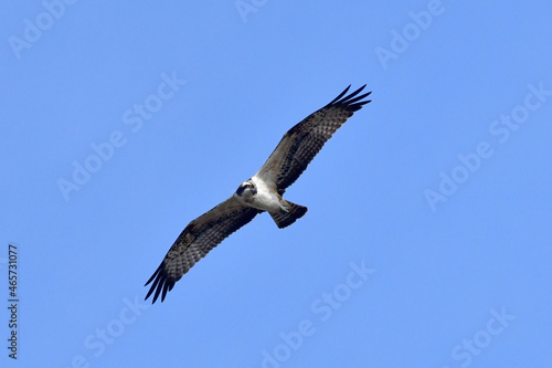 Osprey is one of Korean rarest birds of prey. It was filmed in Saemangeum  Gunsan  Jeollabuk-do  Korea.