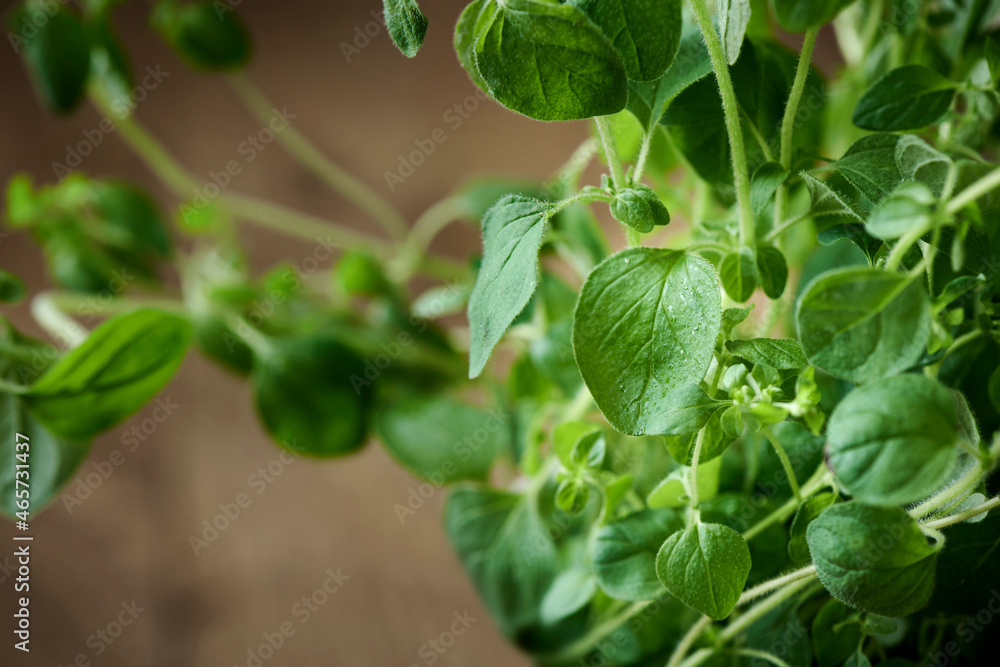 Green fresh oregano leafs pictured closeup