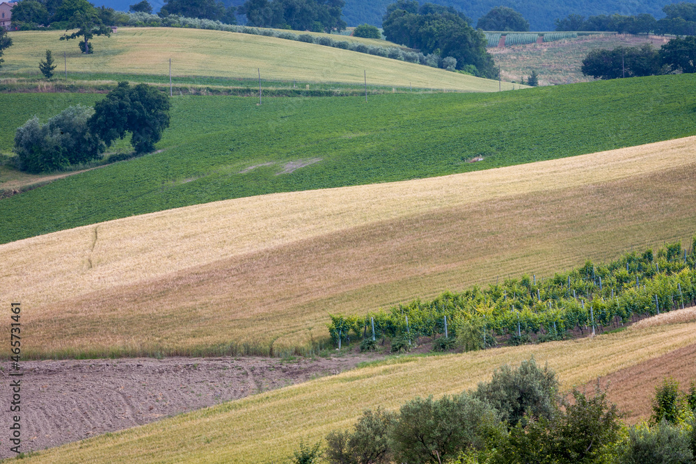 Obraz premium Arcevia, Ancona. Panorama rurale con campi di grano e frange di bosco verso il borgo con castello di Piticchio.