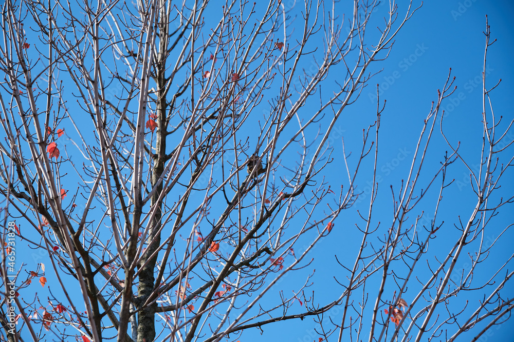 Obraz premium autumn trees with yellow fallen leaves