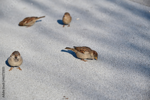 little sparrows peck grains on the asphalt