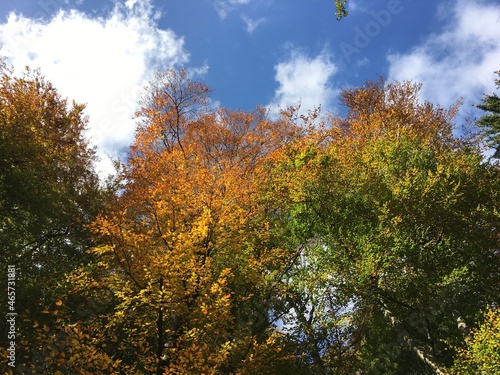 autumn in the forest