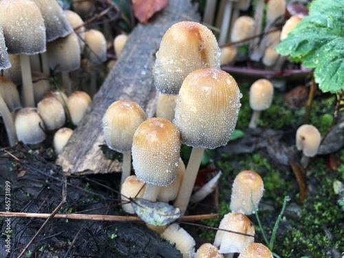 mushrooms in the forest