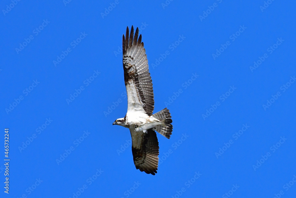 An osprey that caught a fish in the Hyeongsangang River in Pohang, Korea, is flying away. An osprey that caught a fish in the Hyeongsangang River in Pohang, Korea, is flying away.
