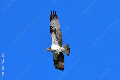 An osprey that caught a fish in the Hyeongsangang River in Pohang  Korea  is flying away.