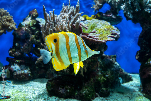 Poisson tropical orange et blanc - Aquarium - fond marin, corail