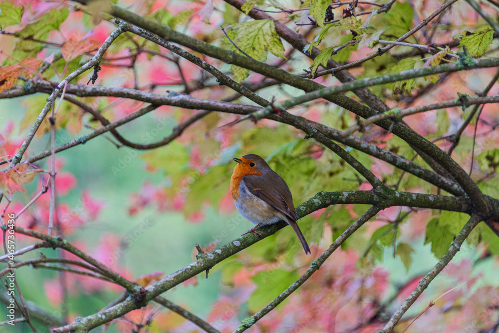 Ein Rotkehlchen auf dem herbstlichen Zweig eines Baumes Ein Rotkehlchen auf dem herbstlichen Zweig eines Baumes
