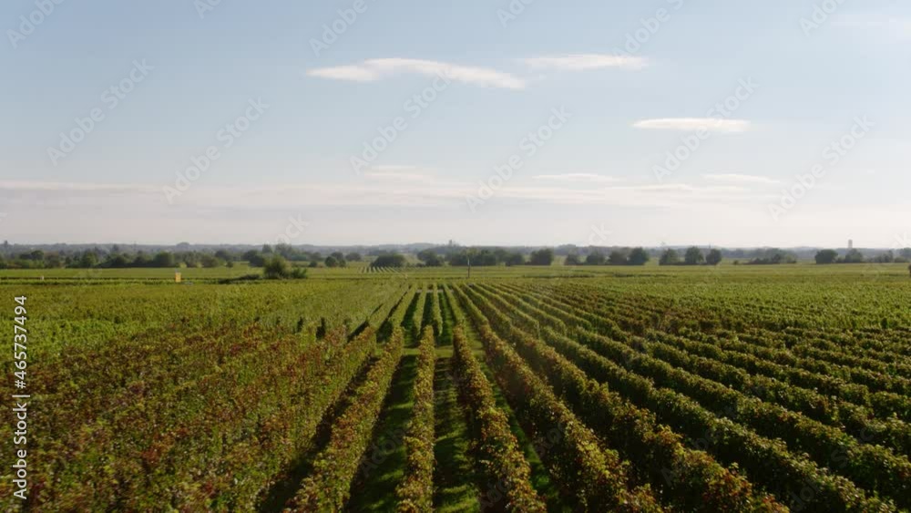Drone Shot of Vineyard on Sunny Day Timelapse Drone Shot of Vineyard on Sunny Day Timelapse